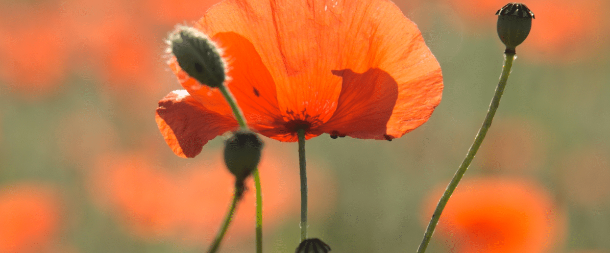 Couleurs du Beauvaisis (détails)